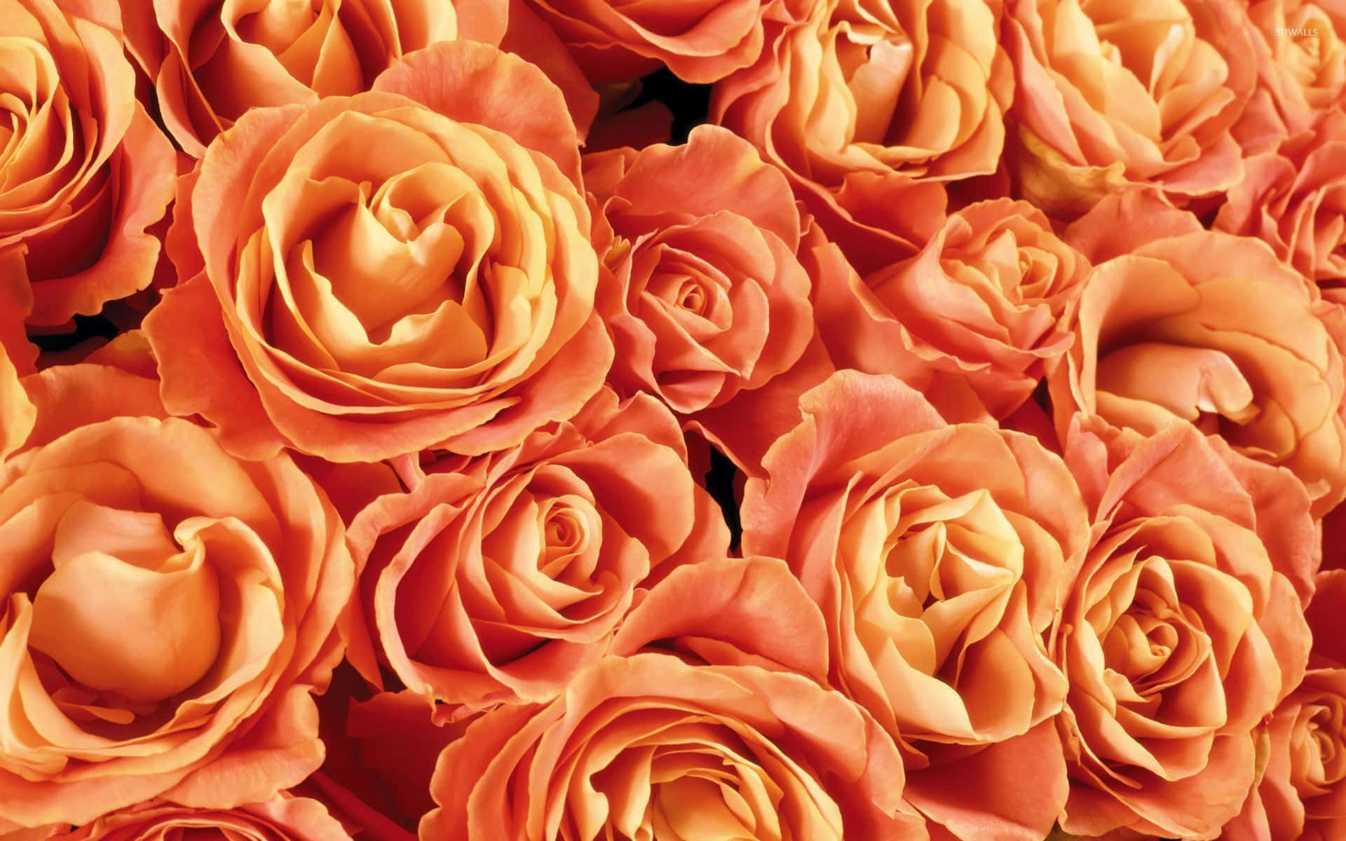 Orange Roses Category.jpg